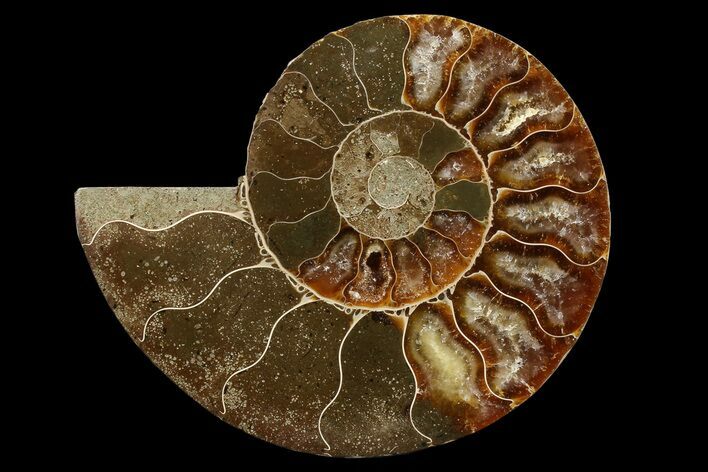 Agatized Ammonite Fossil (Half) - Madagascar #85212